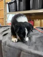 Ranger Male Australian Shepherd Mix Puppy – Black & White, a male Australian Shepherd for sale in Fort Wayne, IN – Photo 6 of 6
