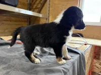 Ranger Male Australian Shepherd Mix Puppy – Black & White, a male Australian Shepherd for sale in Fort Wayne, IN – Photo 2 of 6