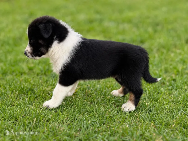Ranger Male Australian Shepherd Mix Puppy – Black & White – Australian Shepherd puppy for sale in Fort Wayne, IN