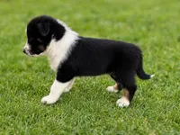 Ranger Male Australian Shepherd Mix Puppy – Black & White, a male Australian Shepherd for sale in Fort Wayne, IN – Photo 1 of 6
