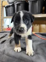 Ranger Male Australian Shepherd Mix Puppy – Black & White, a male Australian Shepherd for sale in Fort Wayne, IN – Photo 3 of 6
