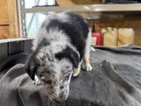 Diesel Male Australian Shepherd Mix Puppy – Unique Speckled Coat, a male Australian Shepherd for sale in Fort Wayne, IN – Photo 6 of 6