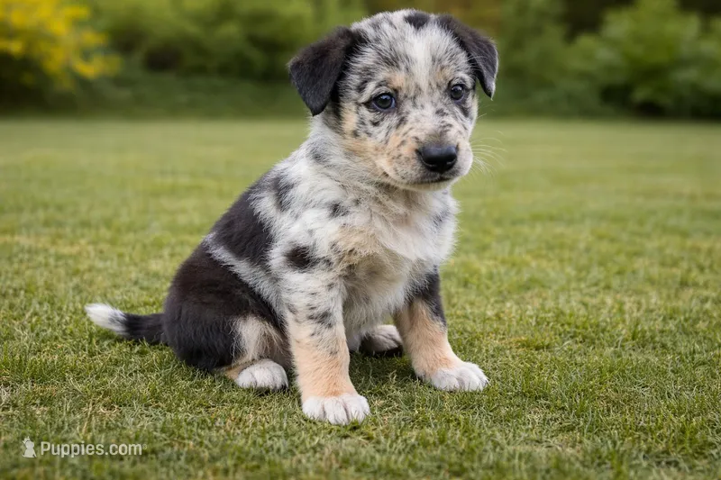 Diesel Male Australian Shepherd Mix Puppy – Unique Speckled Coat – Australian Shepherd puppy for sale in Fort Wayne, IN