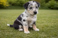 Diesel Male Australian Shepherd Mix Puppy – Unique Speckled Coat, a male Australian Shepherd for sale in Fort Wayne, IN – Photo 1 of 6