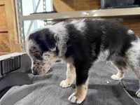 Diesel Male Australian Shepherd Mix Puppy – Unique Speckled Coat, a male Australian Shepherd for sale in Fort Wayne, IN – Photo 4 of 6