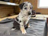 Diesel Male Australian Shepherd Mix Puppy – Unique Speckled Coat, a male Australian Shepherd for sale in Fort Wayne, IN – Photo 2 of 6