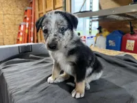 Diesel Male Australian Shepherd Mix Puppy – Unique Speckled Coat, a male Australian Shepherd for sale in Fort Wayne, IN – Photo 5 of 6