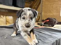 Diesel Male Australian Shepherd Mix Puppy – Unique Speckled Coat, a male Australian Shepherd for sale in Fort Wayne, IN – Photo 3 of 6