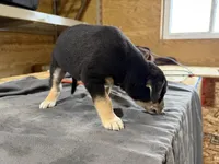 Duke Male Australian Shepherd Mix Puppy – Handsome Markings, a male Australian Shepherd for sale in Fort Wayne, IN – Photo 6 of 6