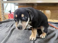 Duke Male Australian Shepherd Mix Puppy – Handsome Markings, a male Australian Shepherd for sale in Fort Wayne, IN – Photo 2 of 6