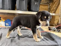 Duke Male Australian Shepherd Mix Puppy – Handsome Markings, a male Australian Shepherd for sale in Fort Wayne, IN – Photo 4 of 6