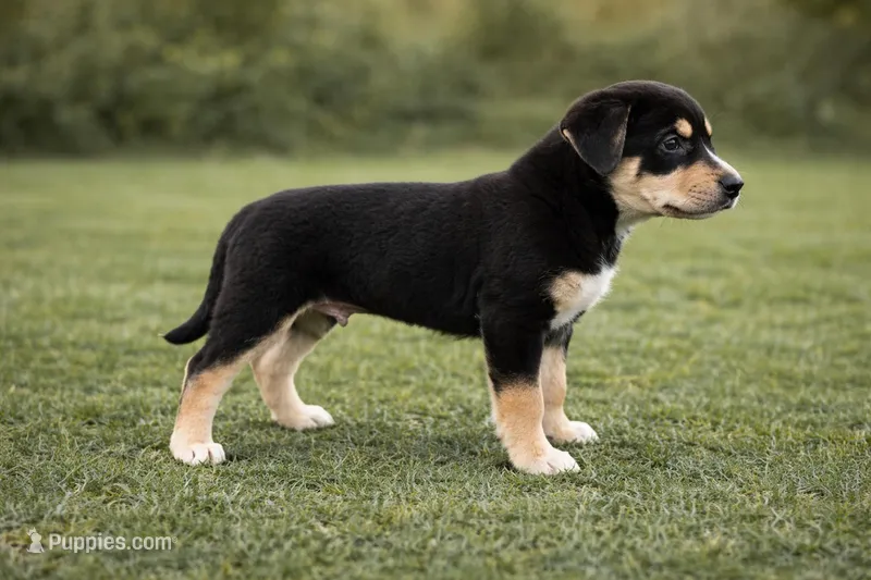 Duke Male Australian Shepherd Mix Puppy – Handsome Markings – Australian Shepherd puppy for sale in Fort Wayne, IN