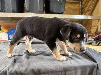 Duke Male Australian Shepherd Mix Puppy – Handsome Markings, a male Australian Shepherd for sale in Fort Wayne, IN – Photo 5 of 6