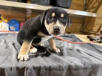 Duke Male Australian Shepherd Mix Puppy – Handsome Markings, a male Australian Shepherd for sale in Fort Wayne, IN – Photo 3 of 6