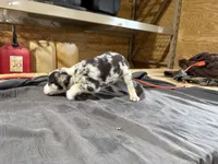 Skye Female Australian Shepherd Mix Puppy – Blue Merle Markings, a female Australian Shepherd for sale in Fort Wayne, IN – Photo 7 of 8