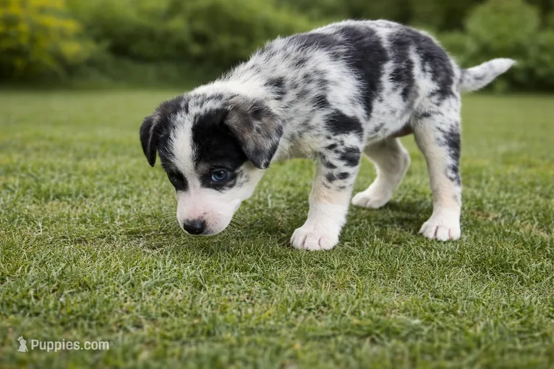 Skye Female Australian Shepherd Mix Puppy – Blue Merle Markings – Australian Shepherd puppy for sale in Fort Wayne, IN