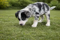 Skye Female Australian Shepherd Mix Puppy – Blue Merle Markings, a female Australian Shepherd for sale in Fort Wayne, IN – Photo 1 of 8