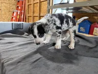 Skye Female Australian Shepherd Mix Puppy – Blue Merle Markings, a female Australian Shepherd for sale in Fort Wayne, IN – Photo 5 of 8