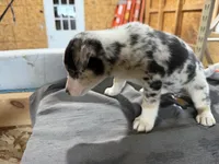 Skye Female Australian Shepherd Mix Puppy – Blue Merle Markings, a female Australian Shepherd for sale in Fort Wayne, IN – Photo 3 of 8
