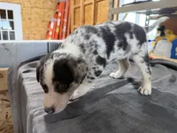 Skye Female Australian Shepherd Mix Puppy – Blue Merle Markings, a female Australian Shepherd for sale in Fort Wayne, IN – Photo 6 of 8