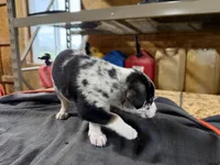 Skye Female Australian Shepherd Mix Puppy – Blue Merle Markings, a female Australian Shepherd for sale in Fort Wayne, IN – Photo 2 of 8