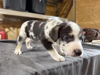 Skye Female Australian Shepherd Mix Puppy – Blue Merle Markings, a female Australian Shepherd for sale in Fort Wayne, IN – Photo 4 of 8