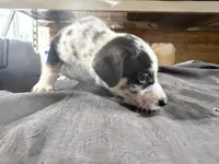 Skye Female Australian Shepherd Mix Puppy – Blue Merle Markings, a female Australian Shepherd for sale in Fort Wayne, IN – Photo 8 of 8