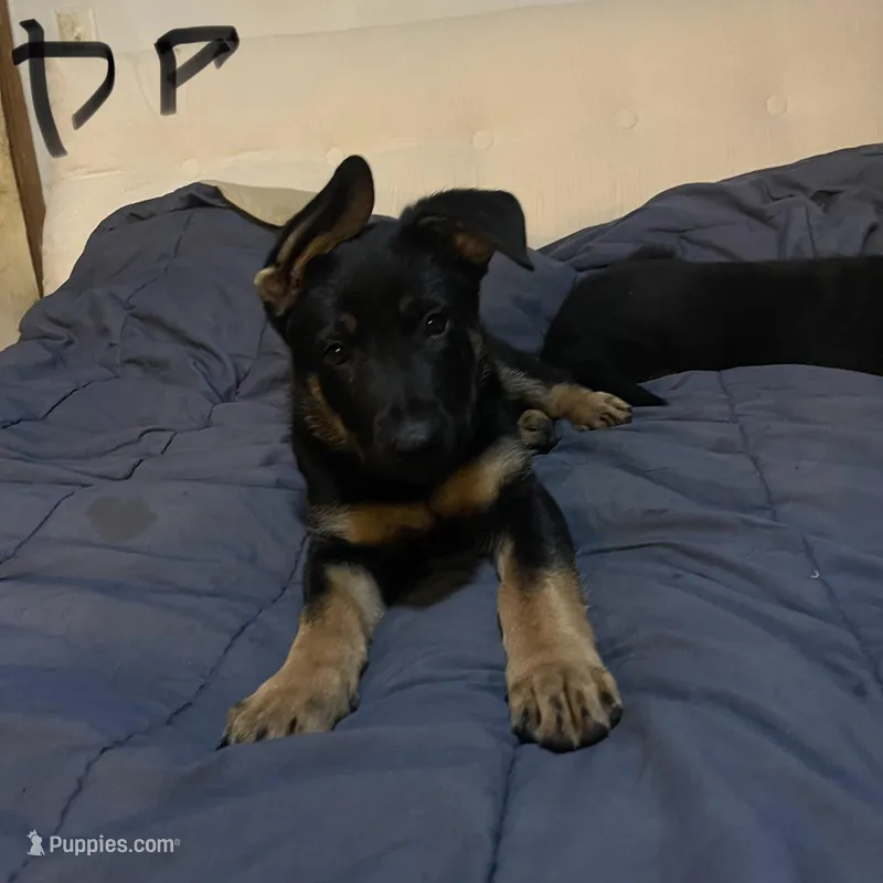 Dark purple German Shepherd puppy  – German Shepherd Dog puppy for sale in Sharpsburg, MD