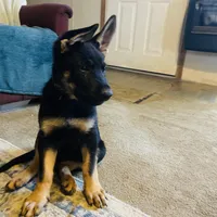 Dark purple German Shepherd puppy , a male German Shepherd Dog for sale in Sharpsburg, MD – Photo 5 of 5