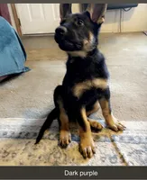 Dark purple German Shepherd puppy , a male German Shepherd Dog for sale in Sharpsburg, MD – Photo 3 of 5