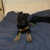 Dark purple German Shepherd puppy , a male German Shepherd Dog for sale in Sharpsburg, MD – Photo 2 of 5