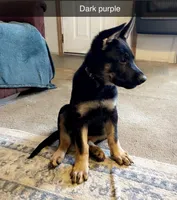 Dark purple German Shepherd puppy , a male German Shepherd Dog for sale in Sharpsburg, MD – Photo 4 of 5