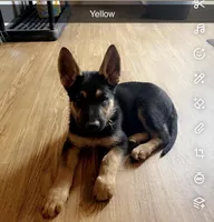 Yellow German Shepherd puppy , a male German Shepherd Dog for sale in Sharpsburg, MD – Photo 3 of 4