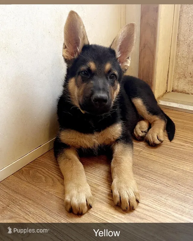 Yellow German Shepherd puppy  – German Shepherd Dog puppy for sale in Sharpsburg, MD