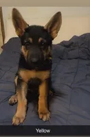 Yellow German Shepherd puppy , a male German Shepherd Dog for sale in Sharpsburg, MD – Photo 4 of 4