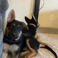 Light Purple German shepherd Puppy , a male German Shepherd Dog for sale in Sharpsburg, MD – Photo 5 of 6