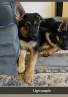 Light Purple German shepherd Puppy , a male German Shepherd Dog for sale in Sharpsburg, MD – Photo 2 of 6