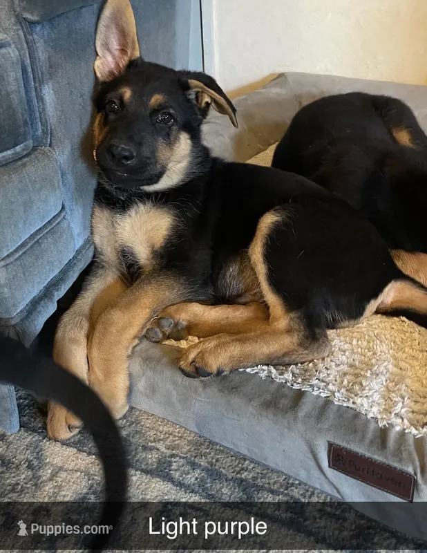Light Purple German shepherd Puppy  – German Shepherd Dog puppy for sale in Sharpsburg, MD