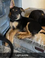 Light Purple German shepherd Puppy , a male German Shepherd Dog for sale in Sharpsburg, MD – Photo 1 of 6