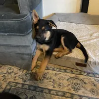 Light Purple German shepherd Puppy , a male German Shepherd Dog for sale in Sharpsburg, MD – Photo 6 of 6