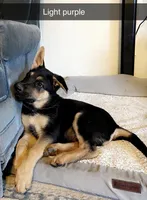 Light Purple German shepherd Puppy , a male German Shepherd Dog for sale in Sharpsburg, MD – Photo 3 of 6