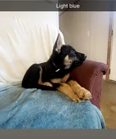 Light blue German shepherd puppy, a male German Shepherd Dog for sale in Sharpsburg, MD – Photo 2 of 6