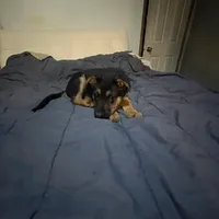 Light blue German shepherd puppy, a male German Shepherd Dog for sale in Sharpsburg, MD – Photo 6 of 6