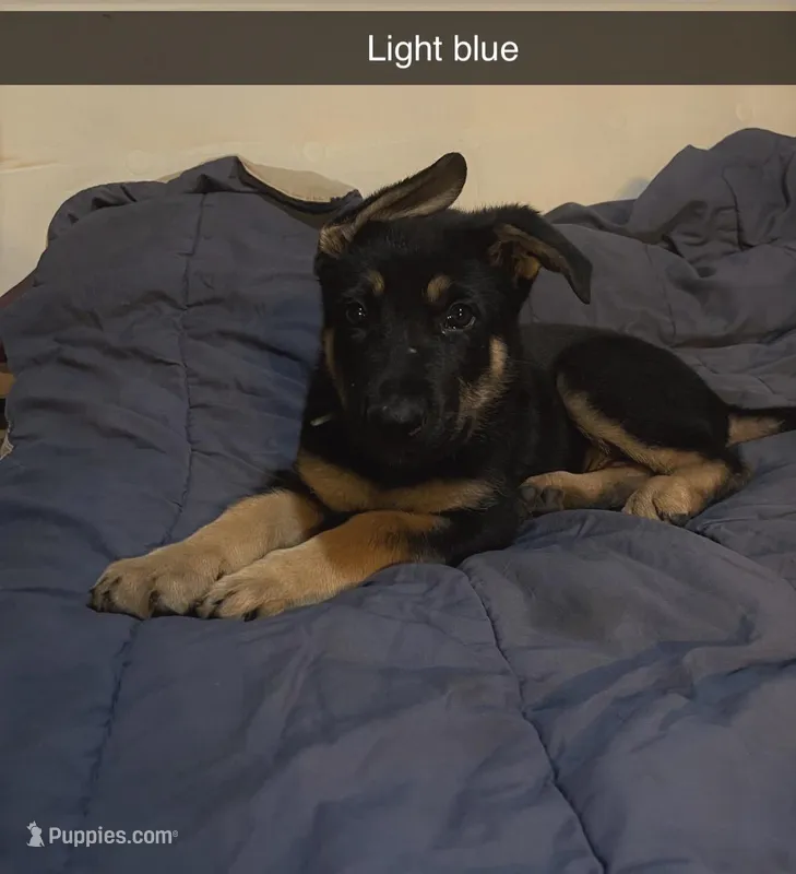 Light blue German shepherd puppy – German Shepherd Dog puppy for sale in Sharpsburg, MD