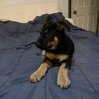 Light blue German shepherd puppy, a male German Shepherd Dog for sale in Sharpsburg, MD – Photo 5 of 6