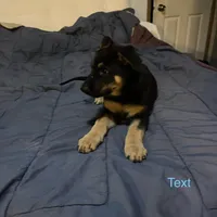 Light blue German shepherd puppy, a male German Shepherd Dog for sale in Sharpsburg, MD – Photo 4 of 6