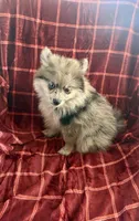 Peggy , a female Pomsky for sale in Barry, IL – 2 of 2