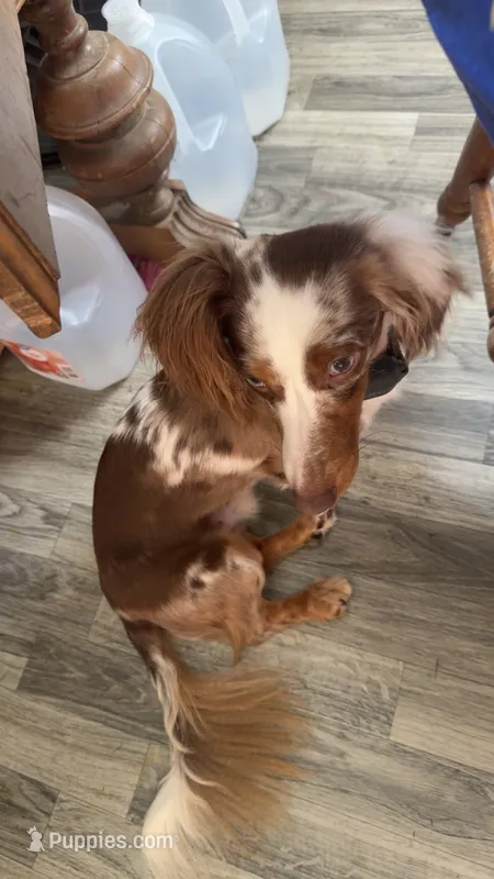 Pickles  – Dachshund puppy for sale in Barry, IL