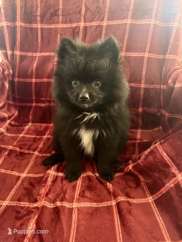 Hank – Pomsky puppy for sale in Barry, IL