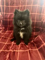 Hank, a male Pomsky for sale in Barry, IL – 1 of 2